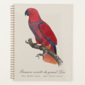 Vosmaer's Eclectus papegaai, Eclectus Roratus Vosm Planner (Voorkant)