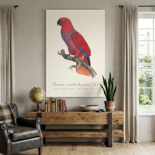 Vosmaers Eclectus papegaai, Eclectus Roratus Vosma Canvas Afdruk