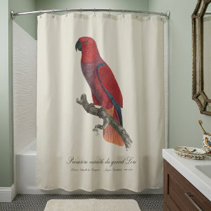 Vosmaers Eclectus papegaai, Eclectus Roratus Vosma Douchegordijn