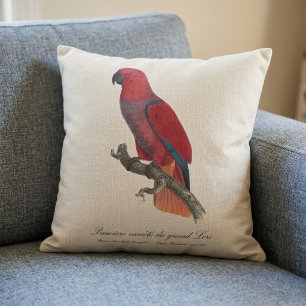 Vosmaers Eclectus papegaai, Eclectus Roratus Vosma Kussen