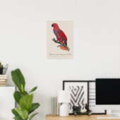 Vosmaers Eclectus papegaai, Eclectus Roratus Vosma Poster (Thuiskantoor)