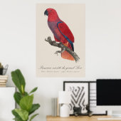 Vosmaers Eclectus papegaai, Eclectus Roratus Vosma Poster (Thuiskantoor)