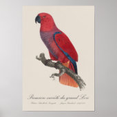 Vosmaers Eclectus papegaai, Eclectus Roratus Vosma Poster (Voorkant)