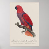Vosmaers Eclectus papegaai, Eclectus Roratus Vosma Poster (Voorkant)