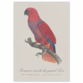 Vosmaers Eclectus papegaai, Eclectus Roratus Vosma Sticker (Voorkant)
