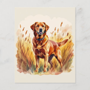 Vosrode Labrador Retriever Hond