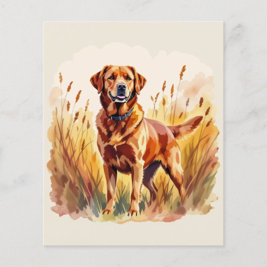Vosrode Labrador Retriever Hond (Voorkant)