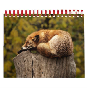 Vossen in de Natuur fotografie Kalender