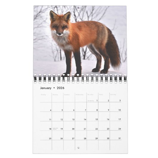 Vossen in de Natuur fotografie Kalender (Jan 2026)
