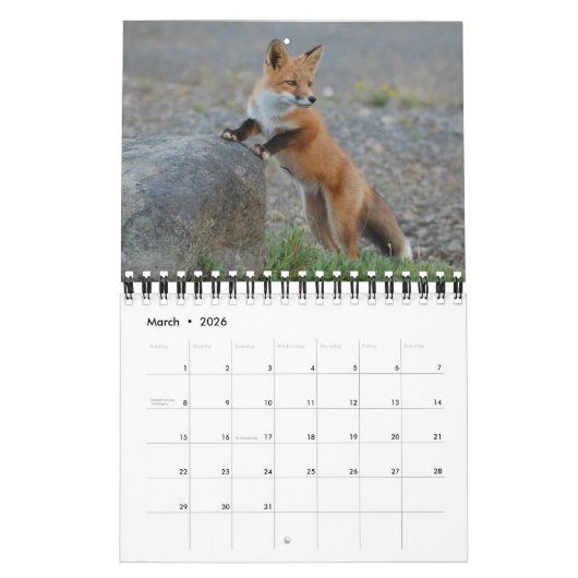 Vossen in de Natuur fotografie Kalender (Mar 2026)