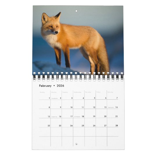 Vossen in de Natuur fotografie Kalender (Feb 2026)