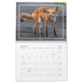 Vossen Zijn Pret Kalender (Jan 2027)