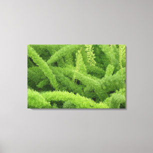 Vosstaartvaren, Asparagus densiflorus myers Canvas Afdruk
