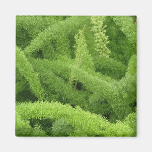Vosstaartvaren, Asparagus densiflorus myers Magneet