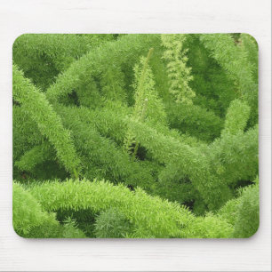 Vosstaartvaren, Asparagus densiflorus myers Muismat