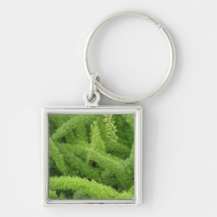 Vosstaartvaren, Asparagus densiflorus myers Sleutelhanger