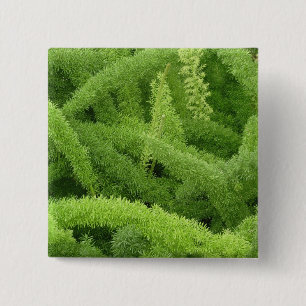 Vosstaartvaren, Asparagus densiflorus myers Vierkante Button 5,1 Cm