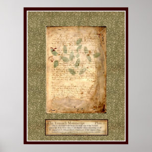 Voynich Bord 1 — Botanische illustratie Poster