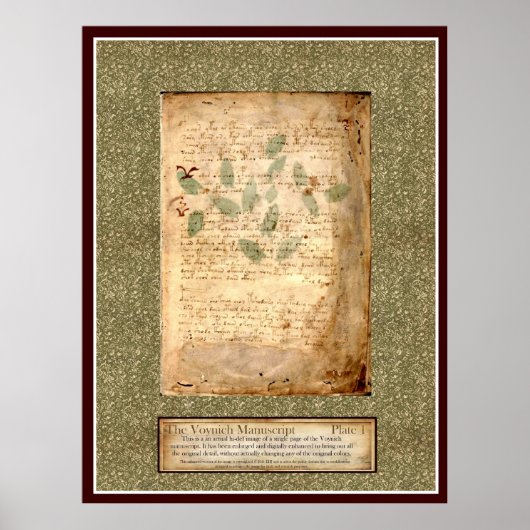 Voynich Bord 1 — Botanische illustratie Poster (Voorkant)