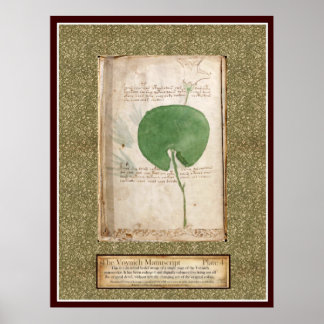 Voynich Bord 4 — Botanische illustratie Poster