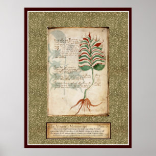 Voynich Bord 5 — Botanische illustratie Poster
