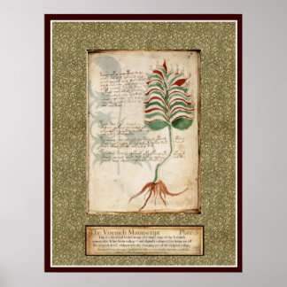Voynich Bord 5 — Botanische illustratie Poster
