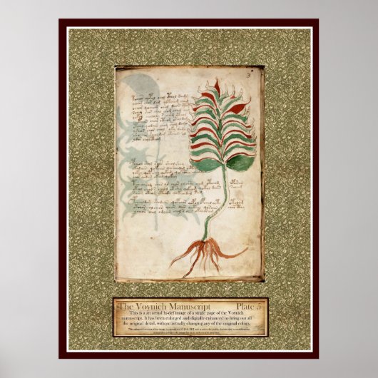 Voynich Bord 5 — Botanische illustratie Poster (Voorkant)