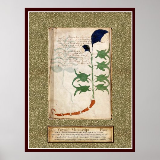 Voynich Bord 6 Poster (Voorkant)