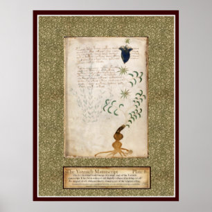 Voynich Bord 8 Poster