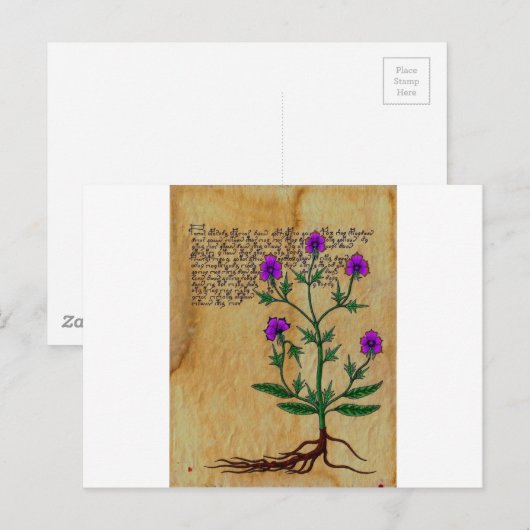Voynich Herboristeria RetroCharms Briefkaart (Voorkant / Achterkant)