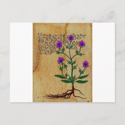 Voynich Herboristeria  RetroCharms Briefkaart (Voorkant)