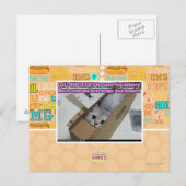 Vraag 1-800-LOLCATS Briefkaart (Voorkant / Achterkant)