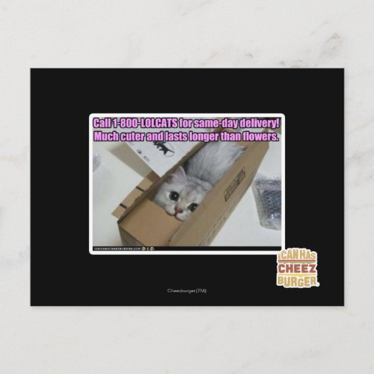 Vraag 1-800-LOLCATS Briefkaart (Voorkant)