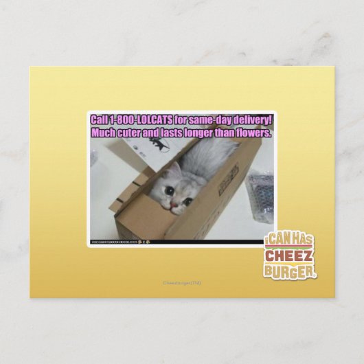 Vraag 1-800-LOLCATS Briefkaart (Voorkant)