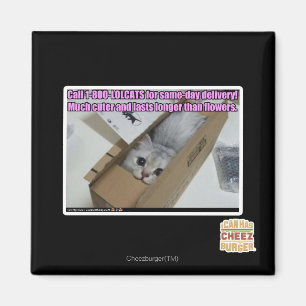 Vraag 1-800-LOLCATS Magneet