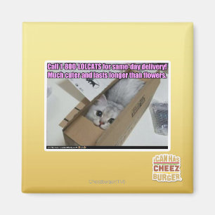 Vraag 1-800-LOLCATS Magneet