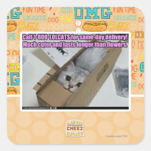 Vraag 1-800-LOLCATS Vierkante Sticker