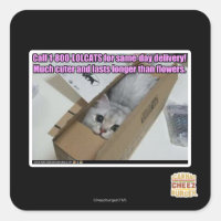 Vraag 1-800-LOLCATS