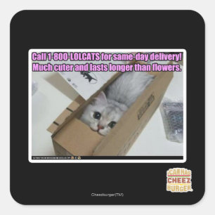 Vraag 1-800-LOLCATS Vierkante Sticker
