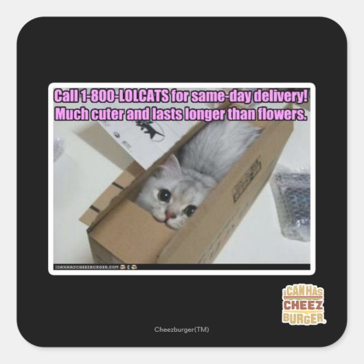 Vraag 1-800-LOLCATS Vierkante Sticker (Voorkant)