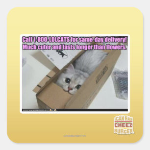 Vraag 1-800-LOLCATS Vierkante Sticker