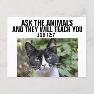VRAAG DE DIEREN DIE ZE JE ZULLEN TEELEN, CAT-BRIEF BRIEFKAART