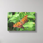 Vraag Mark Butterfly op Lantana Wrapped Canvas (Voorkant)