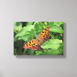Vraag Mark Butterfly op Lantana Wrapped Canvas Afdruk