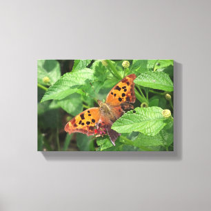 Vraag Mark Butterfly op Lantana Wrapped Canvas Afdruk