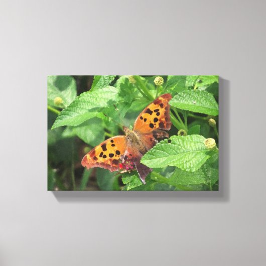 Vraag Mark Butterfly op Lantana Wrapped Canvas Afdruk (Voorkant)