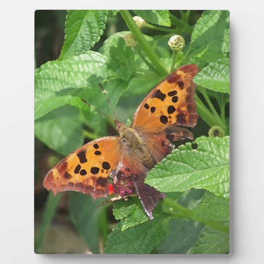 Vraag Mark Butterfly over Lantana Fotoplaat (Voorkant)