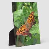 Vraag Mark Butterfly over Lantana Fotoplaat (Zijkant)