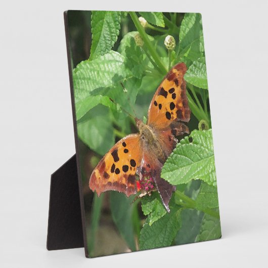 Vraag Mark Butterfly over Lantana Fotoplaat (Zijkant)