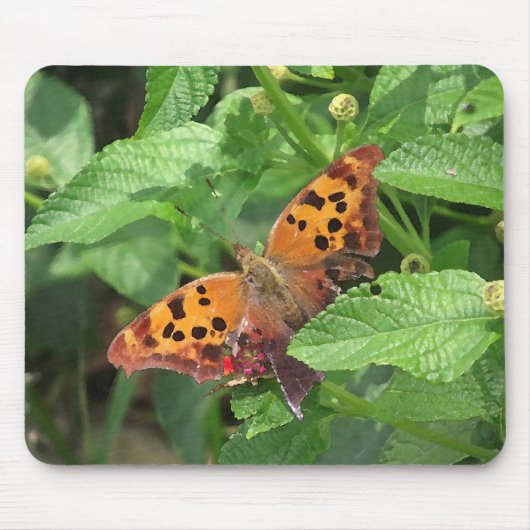 Vraag Mark Butterfly over Lantana Muismat (Voorkant)